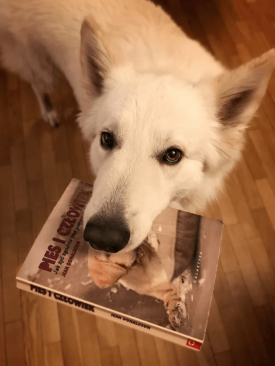 pies z książką